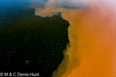 Lac Bogoria / lake Bogoria