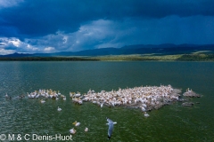 pelican blanc / great white pelican