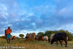 bétail et Samburu / cattle and Samburu man