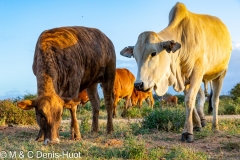 bétail au Kenya / cattle in Kenya
