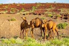 dromadaires au lac Turkana / camels at lake Turkana