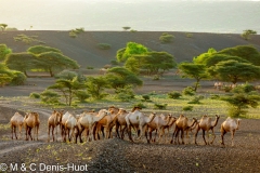 dromadaires au Nord Kenya / camels in North Kenya