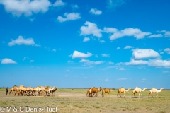 dromadaires vers le lac Turkana / camels around lake Turkana