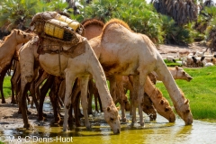 dromadaires vers le lac Turkana / camels around lake Turkana
