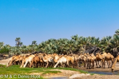 dromadaires vers le lac Turkana / camels around lake Turkana