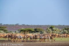 lac Turkana / lake Turkana