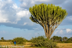 euphorbe au Kenya / euphorb tree in Kenya