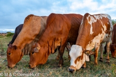 bétail au Kenya / cattle in Kenya