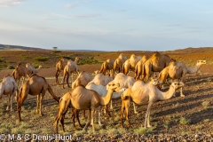 dromadaires au Nord Kenya / camels in North Kenya