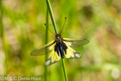 ascalaphe souffré / butterfly-lion