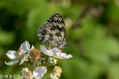 papillon / butterfly