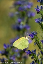 papillon / butterfly