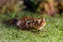 crapaud / toad