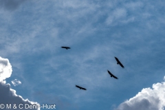 vautour fauve / griffon vulture