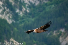 vautour fauve / griffon vulture