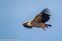 vautour fauve / griffon vulture