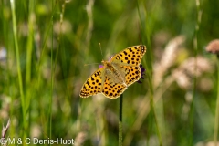 papillon / butterfly