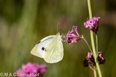 papillon / butterfly