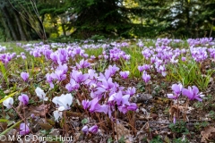 cyclamen