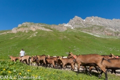 transhumance des chèvres / transhumance of goats