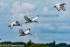 ibis sacré / sacred ibis