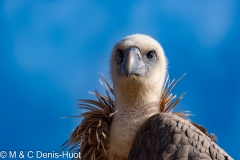 vautour fauve / griffon vulture