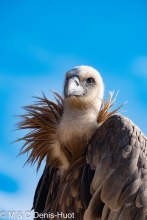 vautour fauve / griffon vulture