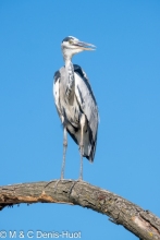 héron cendré / grey heron