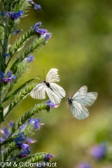 papillon / butterfly