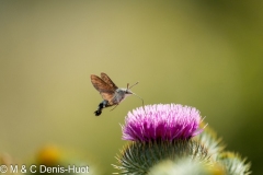 papillon / butterfly