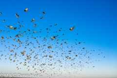 étourneaux / starlings