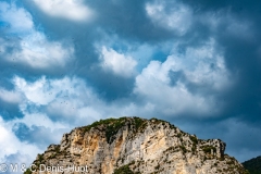 vautour fauve / griffon vulture