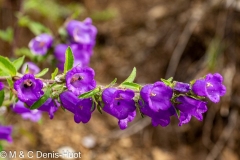 campanule / campanula