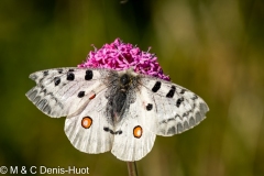 papillon / butterfly