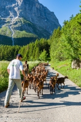 transhumance des chèvres / transhumance of goats