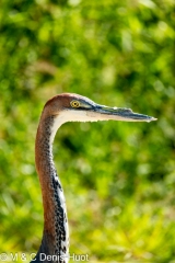 heron goliath