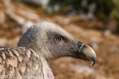 vautour fauve / griffon vulture