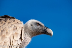 vautour fauve / griffon vulture