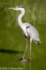 héron cendré / grey heron