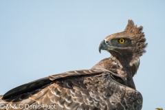 aigle martial / martial eagle