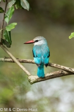 martin-chasseur / kingfisher