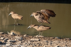 ombrette / hammerkop