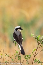 pie-grièche / grey-backed fiscal