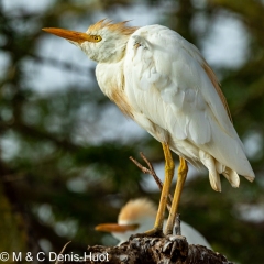 heron garde-boeuf / cattle egret