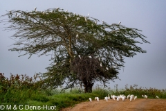 héron garde-beouf / cattle egret