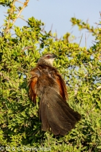 coucal à sourcils blancs / white-browed coucal
