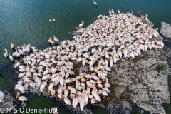 pelican blanc / great white pelican