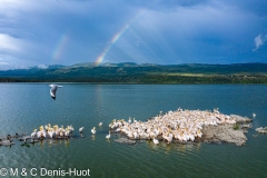 pelican blanc / great white pelican