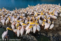 pelican blanc / great white pelican