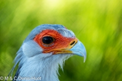 serpentaire / secretary bird